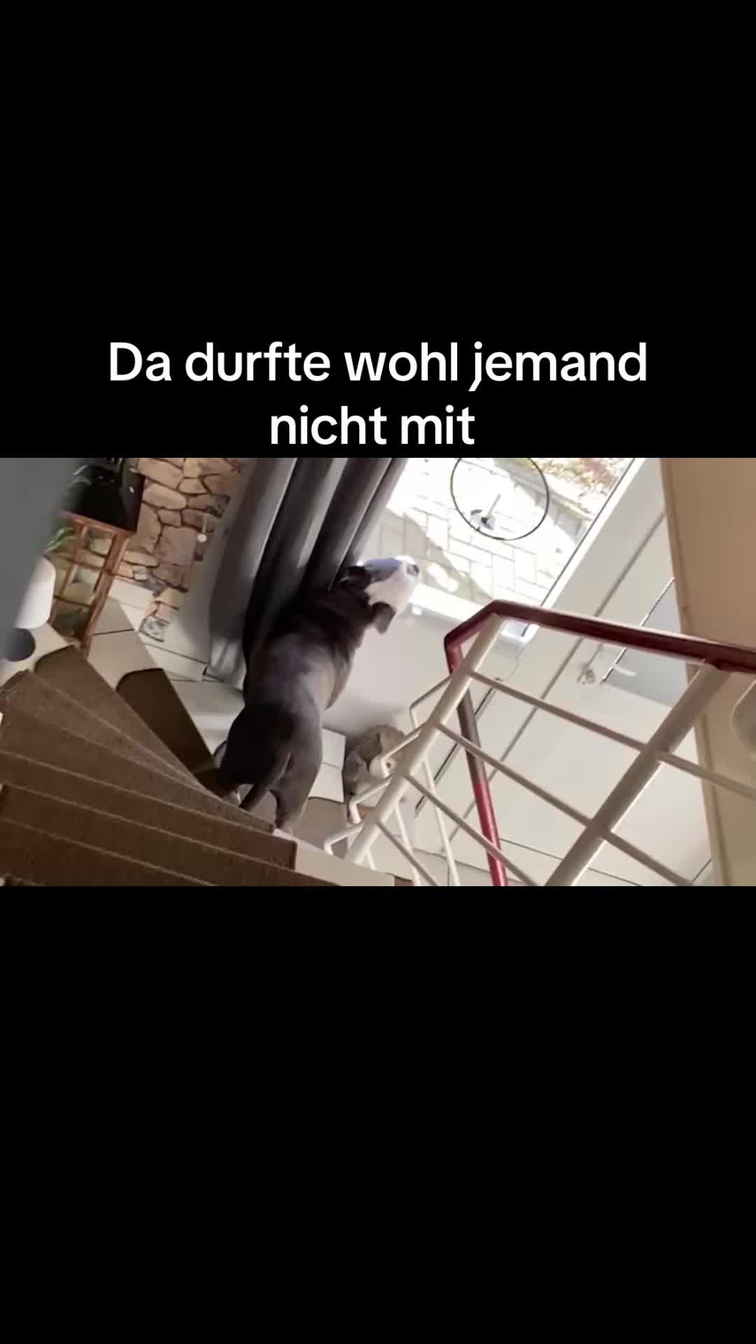 @Kalle 🐕