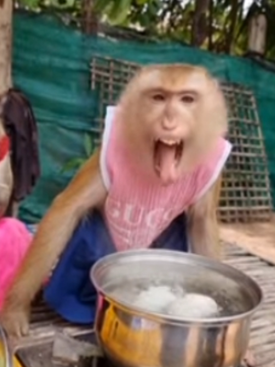 @monkeyYAYA