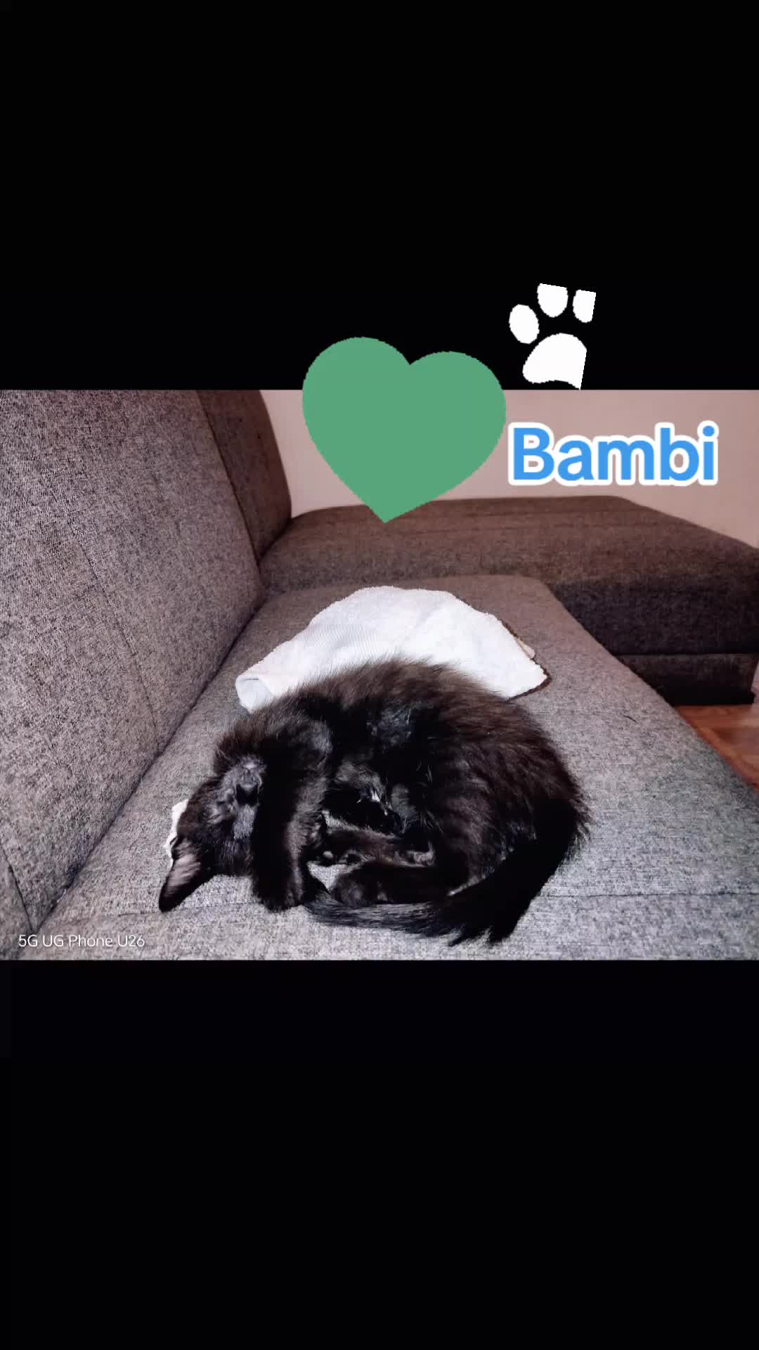 @MicroCat🐈⬛Kaya🐈⬛🩷💎