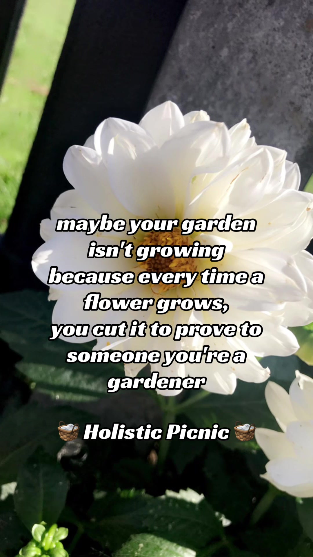 @HolisticPicnic