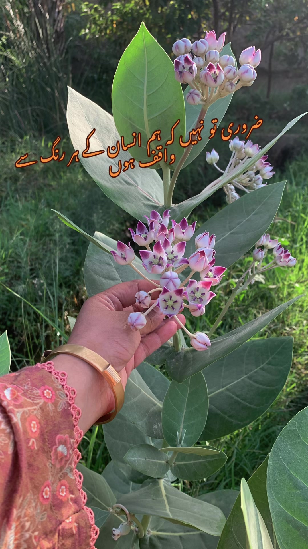 @baazmarealm
