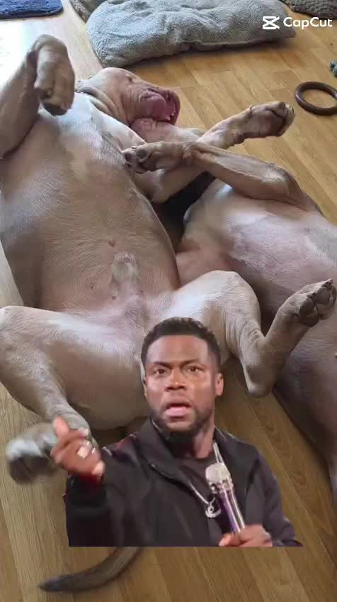 @Kyza And Ellie Bully Dogs 🐾🐾