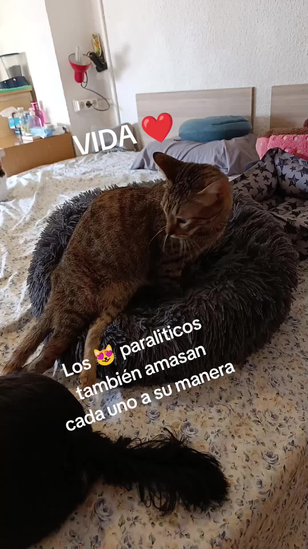 @Anahernansaiz&disca&cat