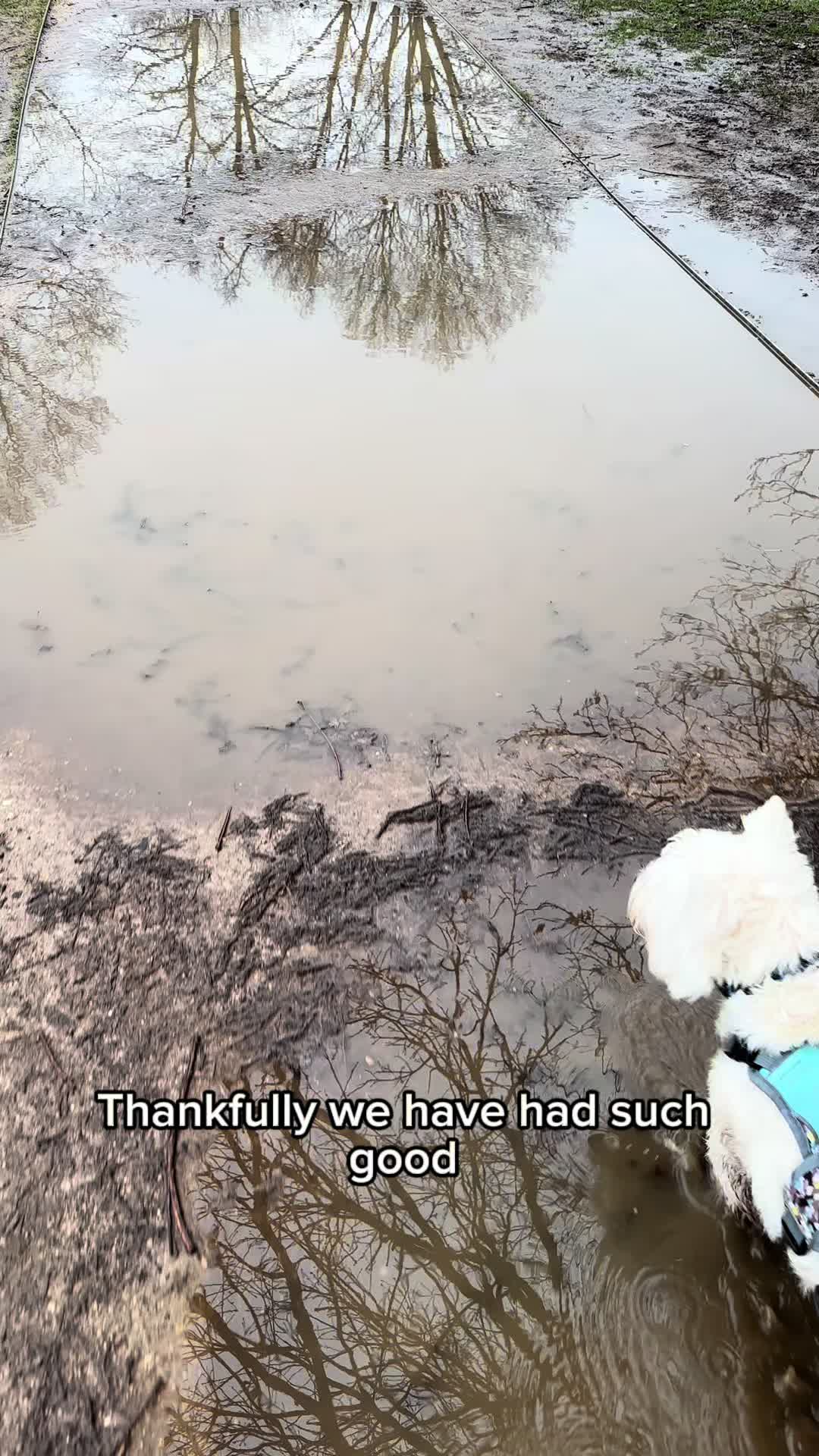 @Luna The Westie