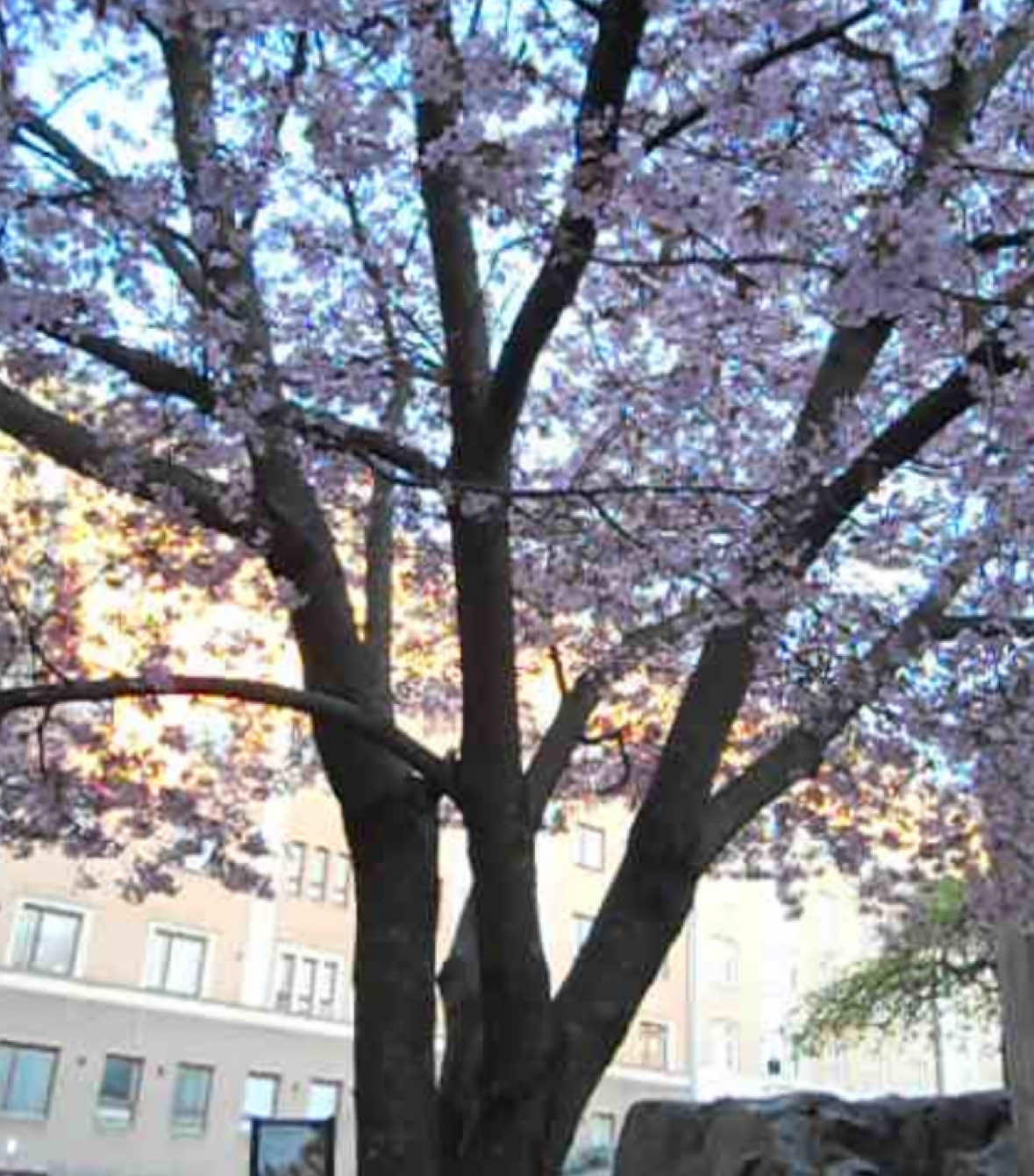 @🌸