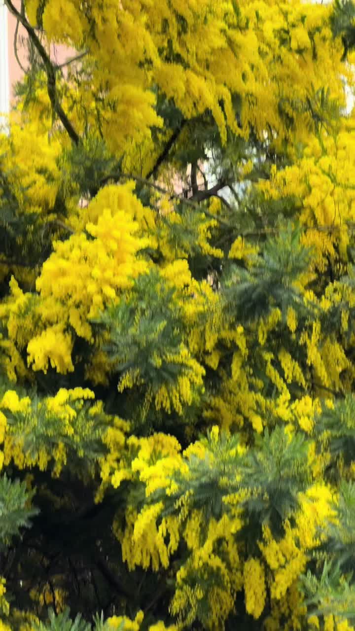 @ভদ্রতার ফটোকপি