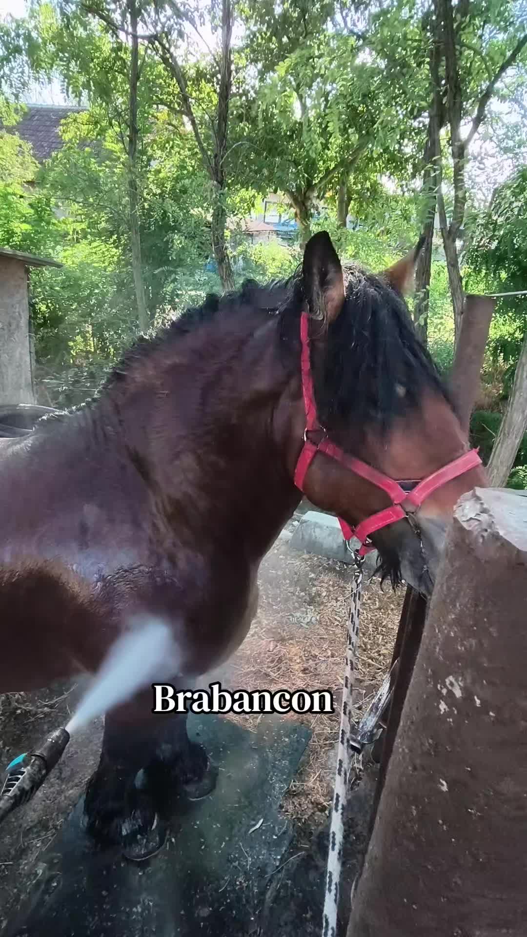 @Andrei Fernye