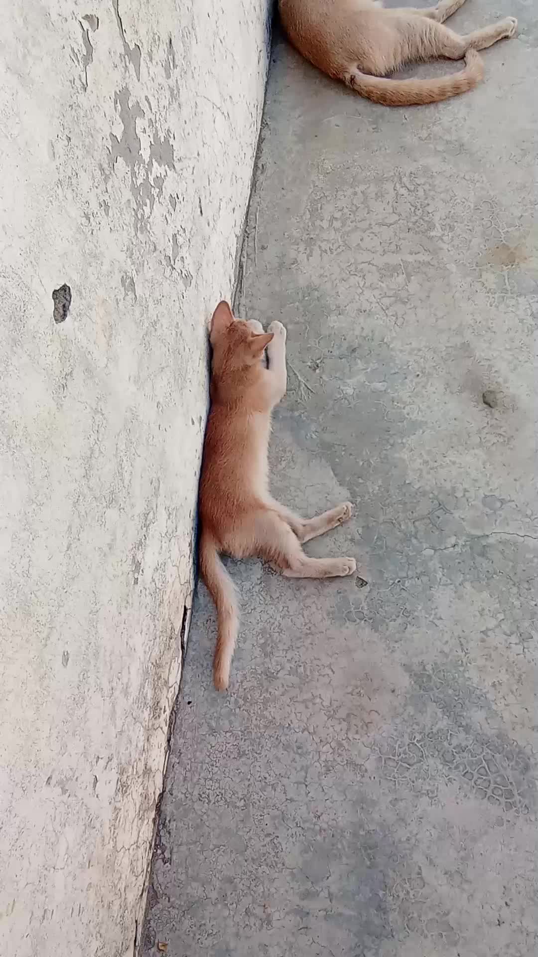 @cutecatlover8172