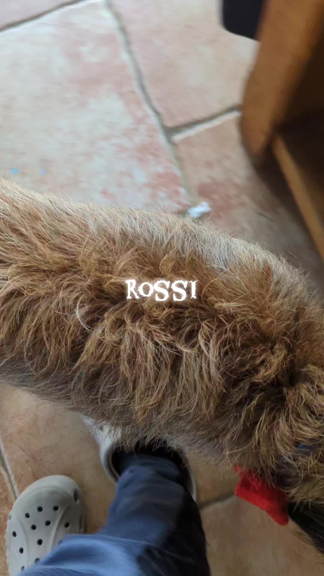 @rossi