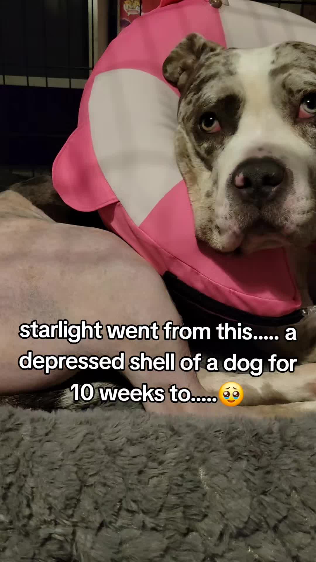@kirsty+starlight the xl bully