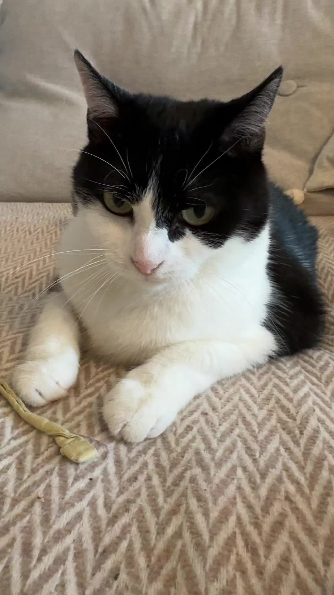 @Kobe the Kitty
