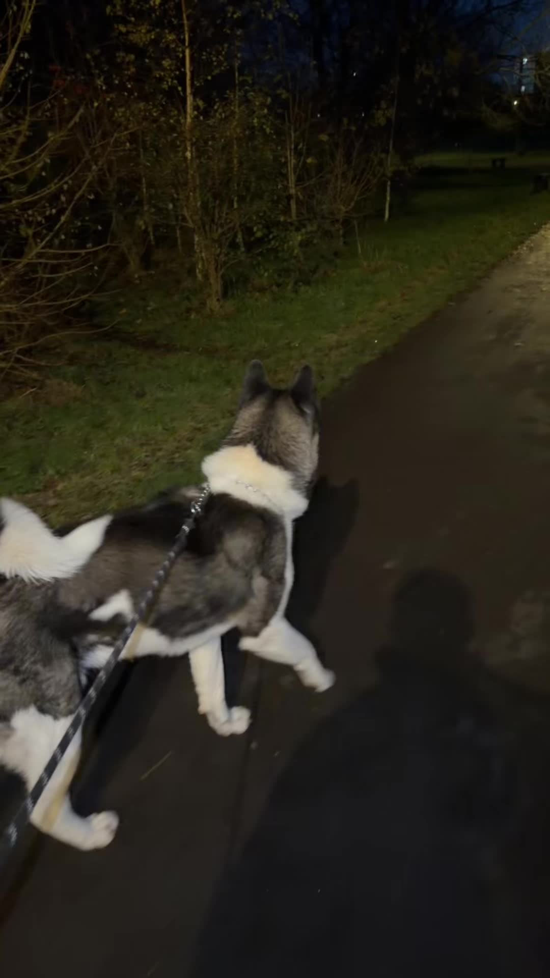 @EnzoTheAkita