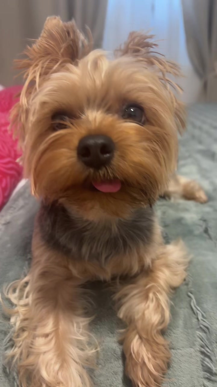 @Yoshi 🐾💙