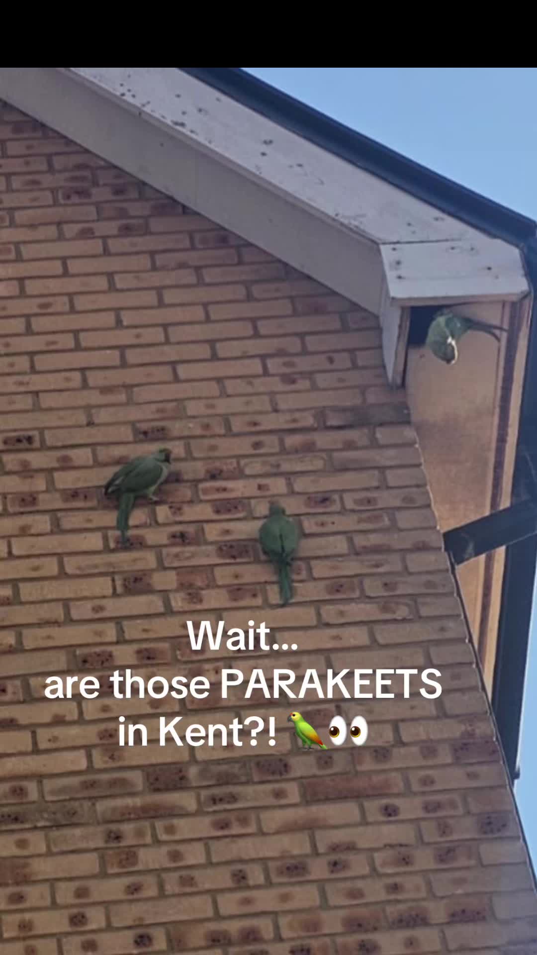 @Imperium Pest Control