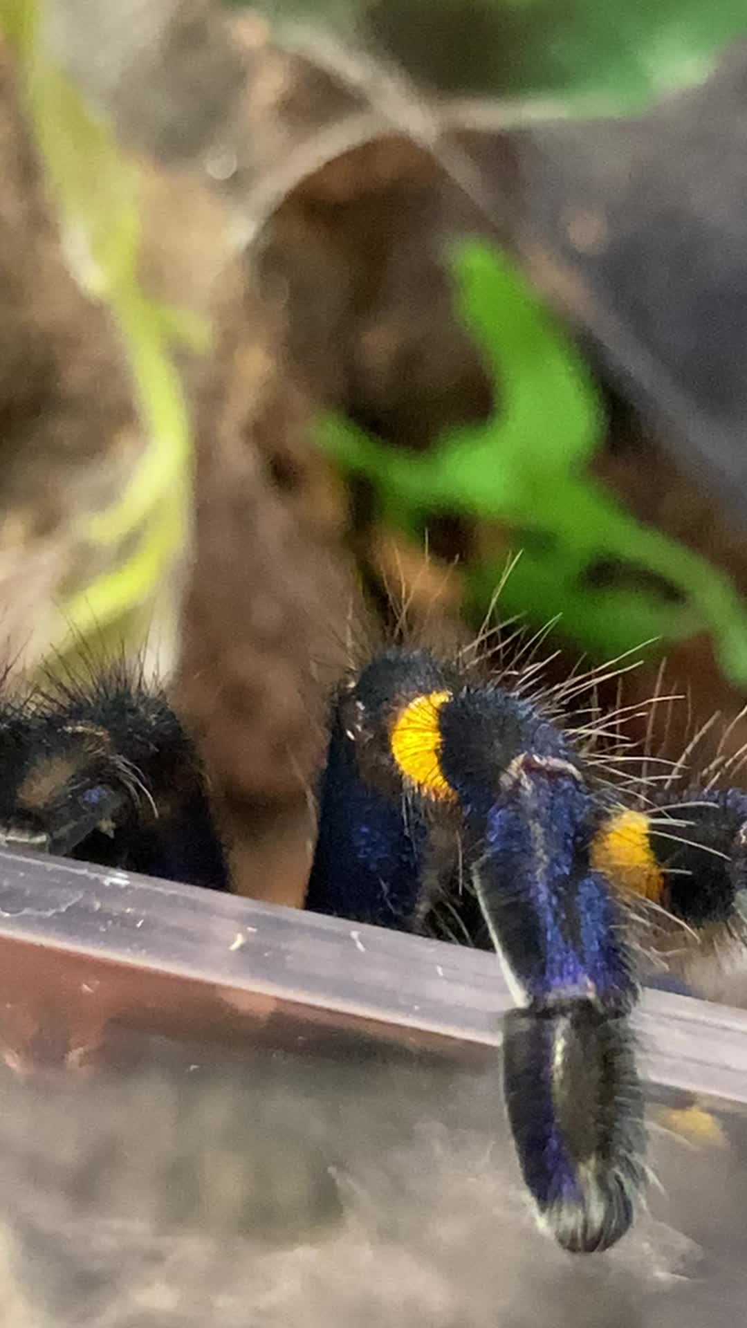 @🕷️𝓛𝓪𝓭𝔂𝓢𝓬𝓪𝓻𝓮🕷️