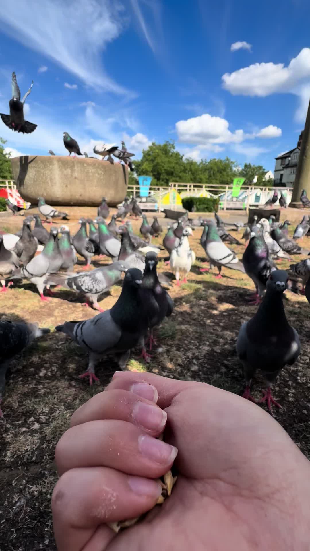 @summer ✶ little winged friends