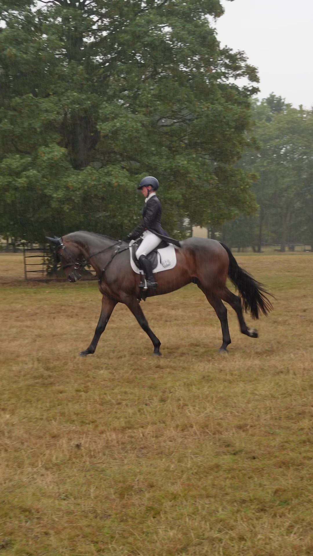 @cedequestrian