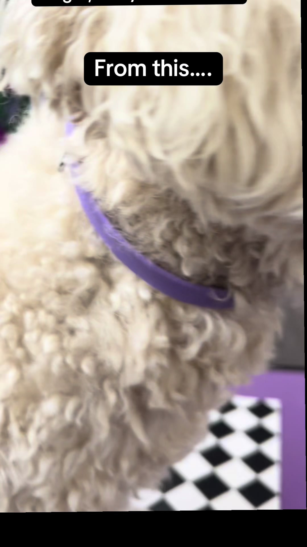 @Poochiepoosdoggrooming