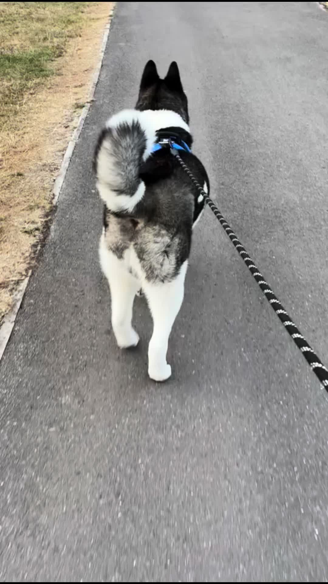 @EnzoTheAkita