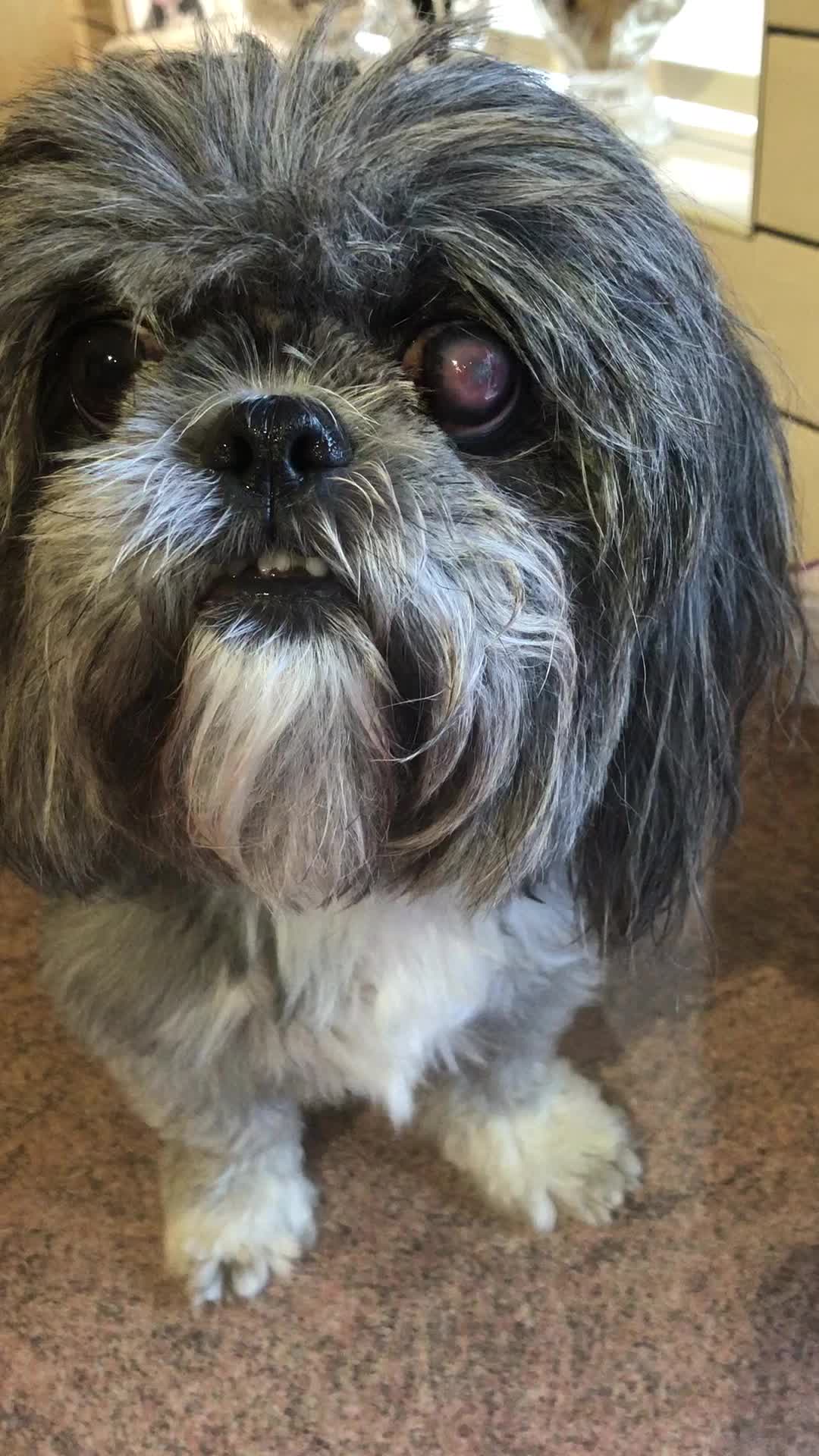 @Mimi the Shihtzu