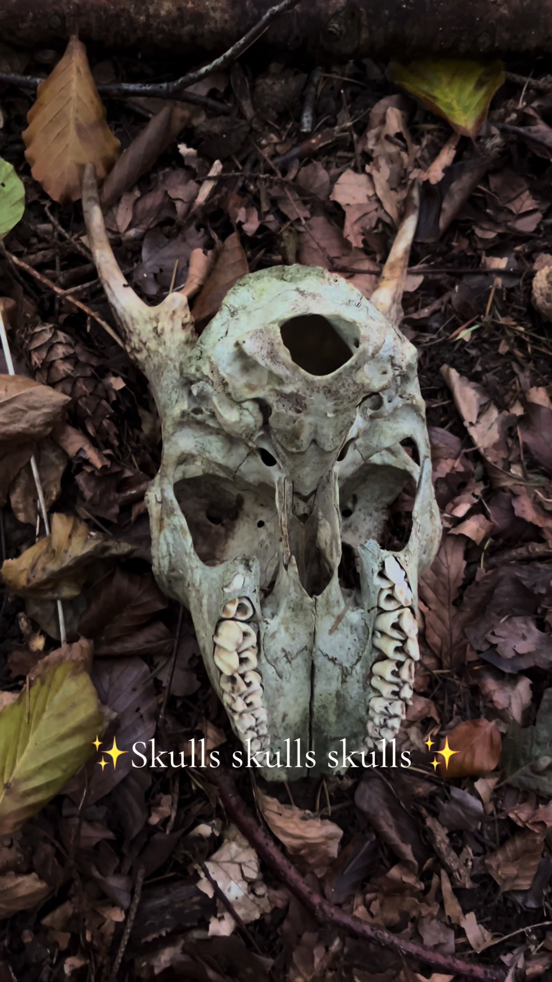 @dawnedskull