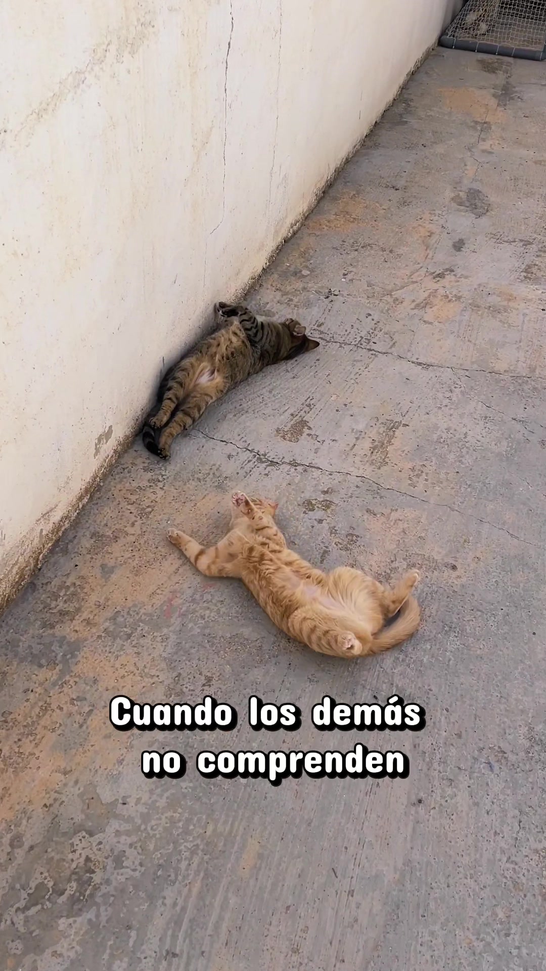 @Gatitos Gatetes