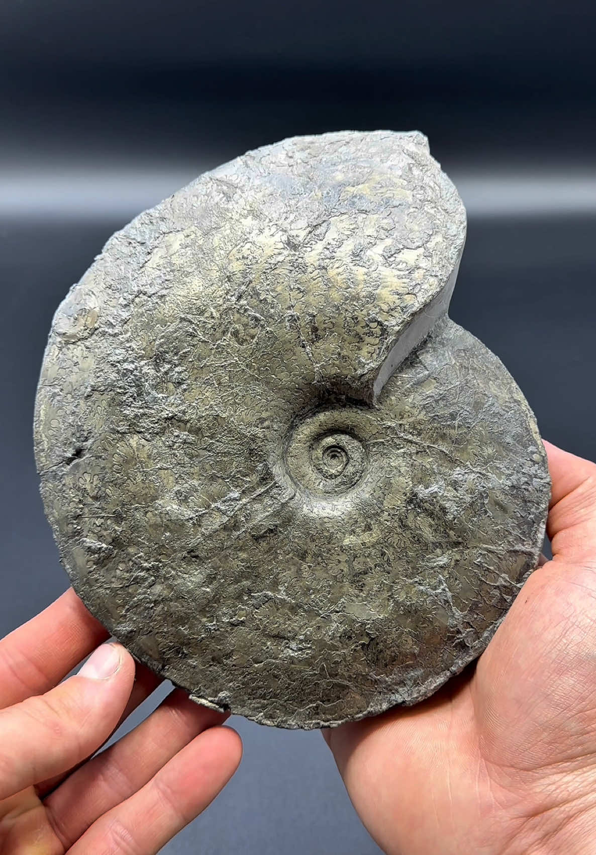 @yorkshire.fossils