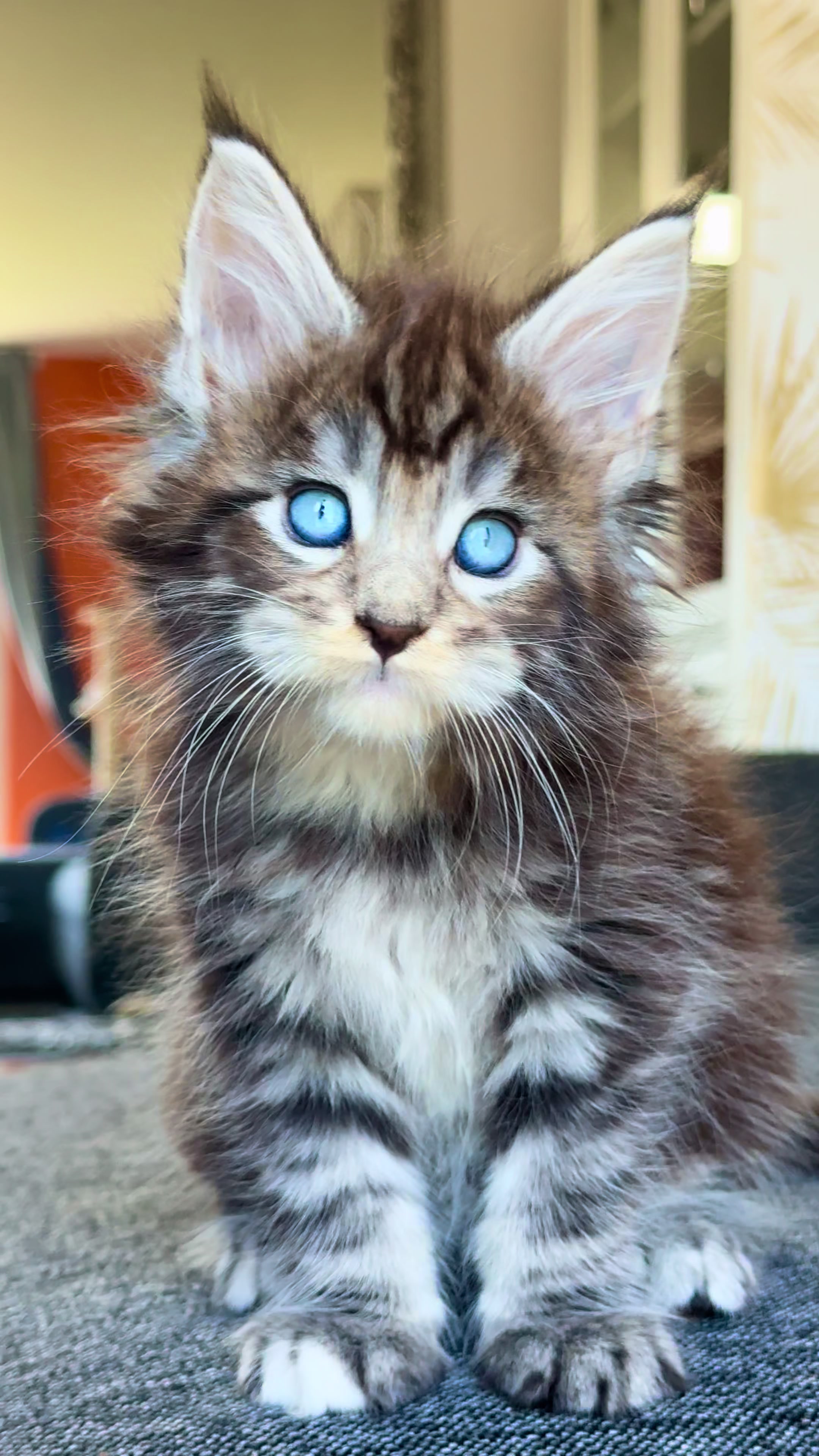 @WilderRegenbogenMaineCoon