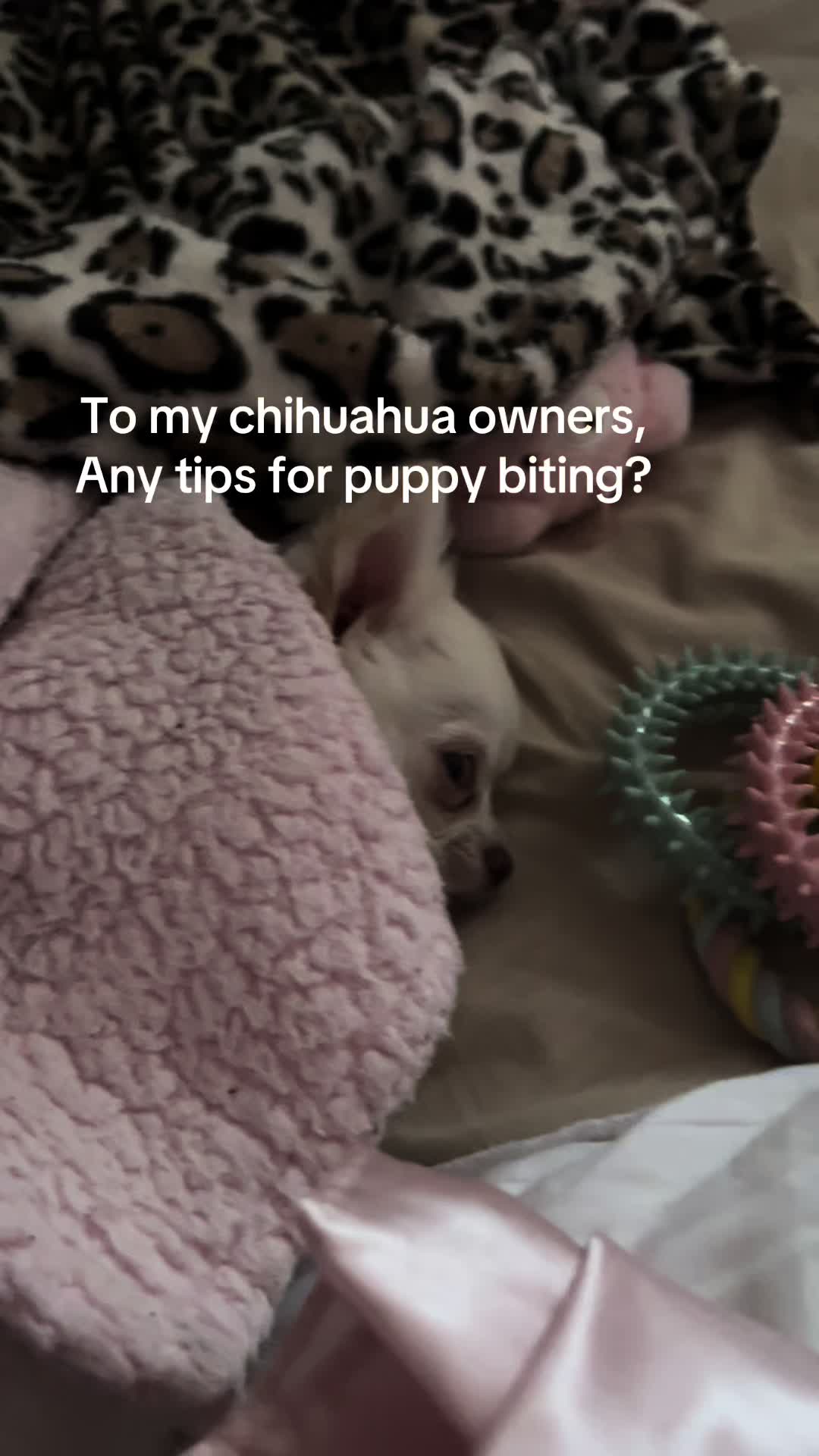 @Coco Chanel🐶