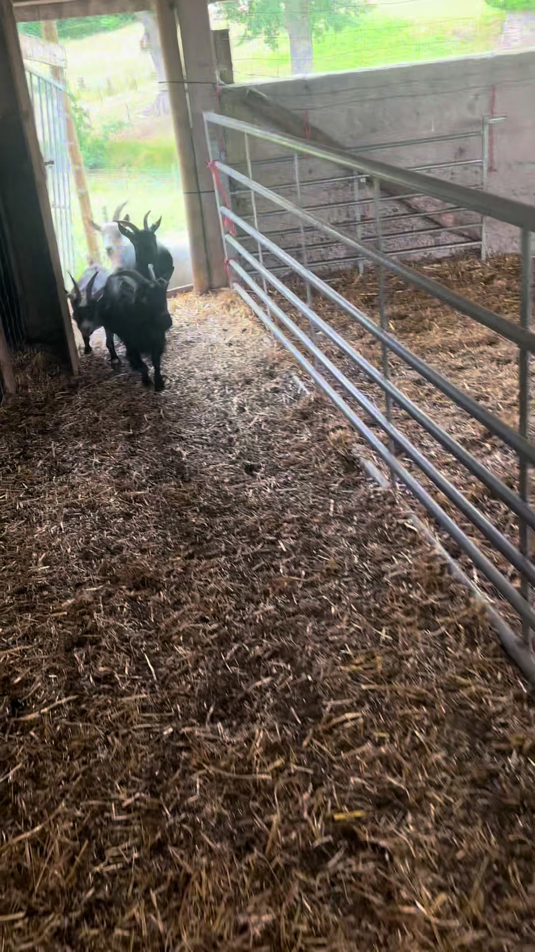 @Sunny B Goats🌞B🐐