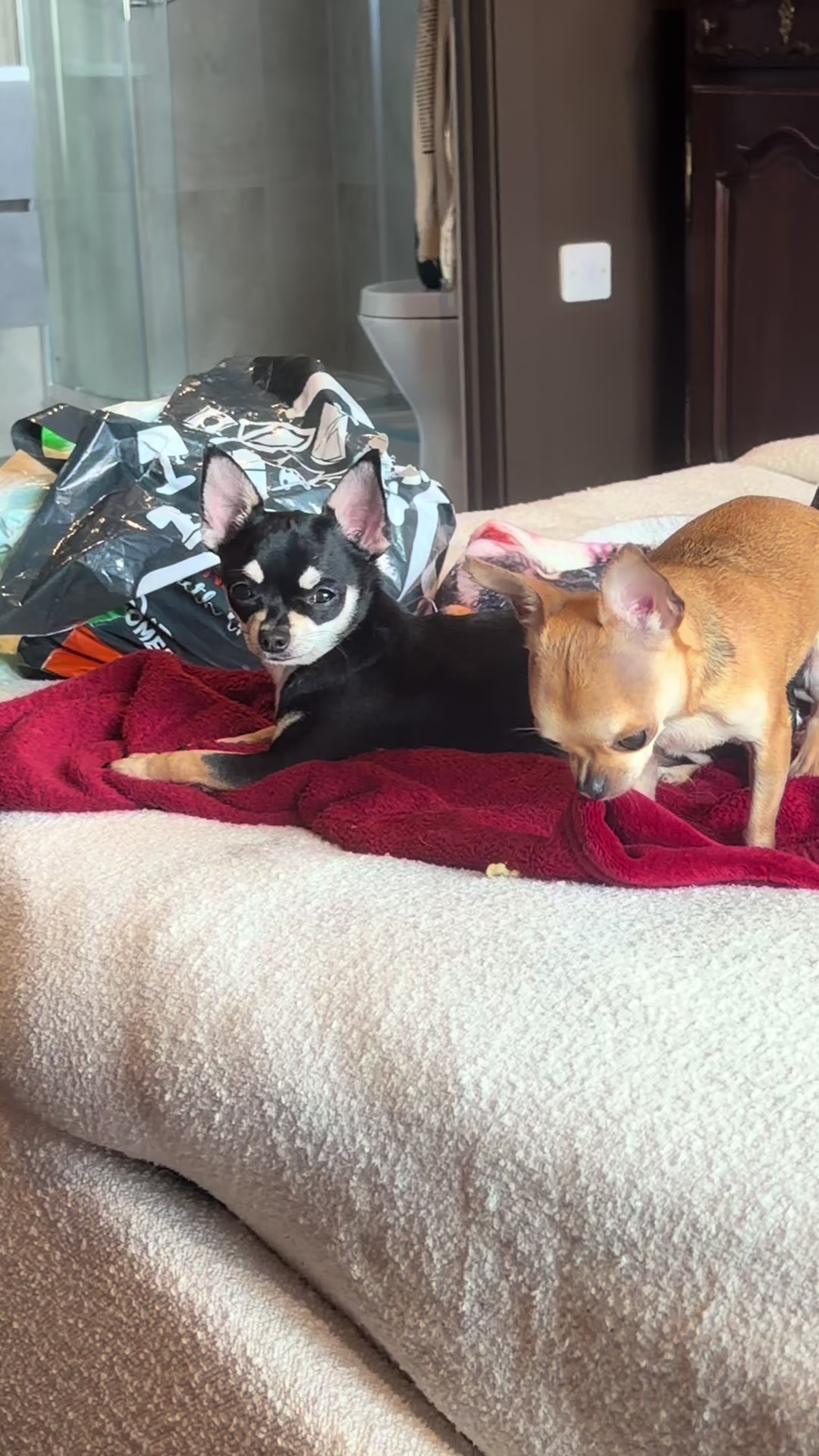 @Suffolk Chihuahuas