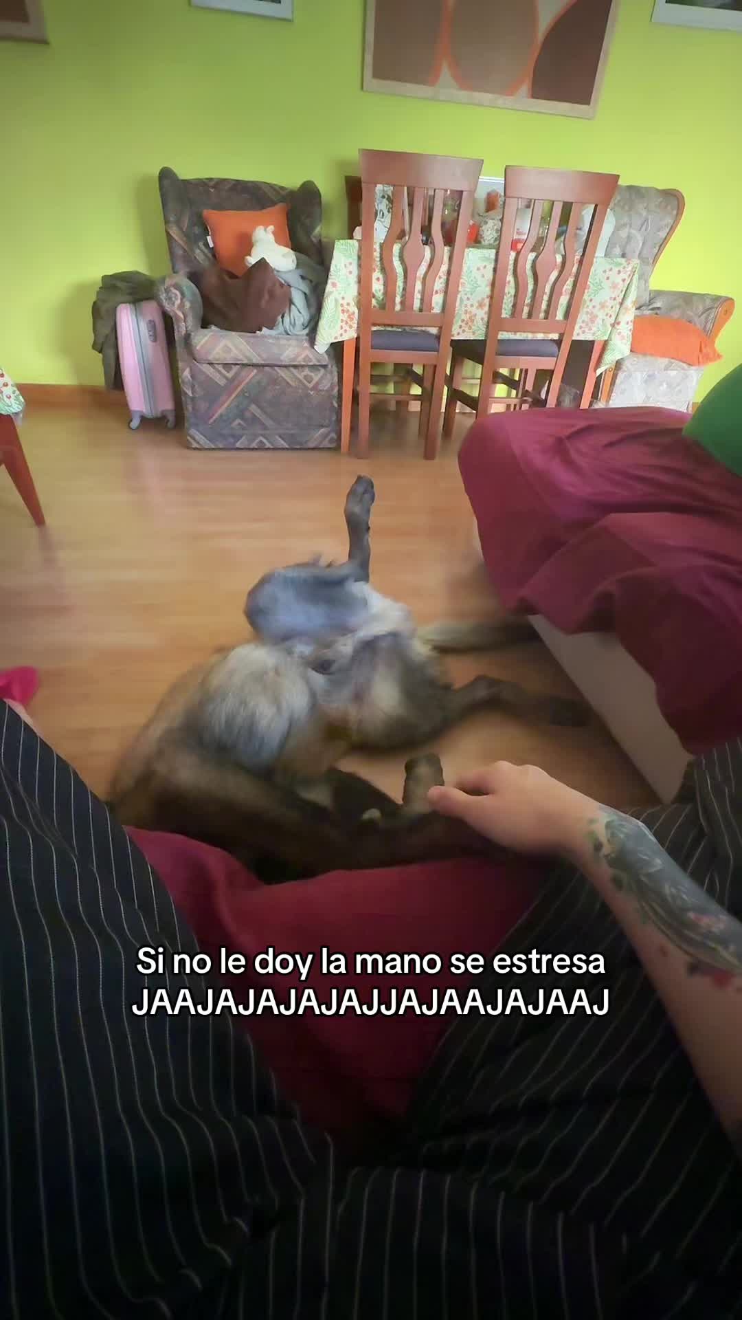 @Dulce 🐢💚
