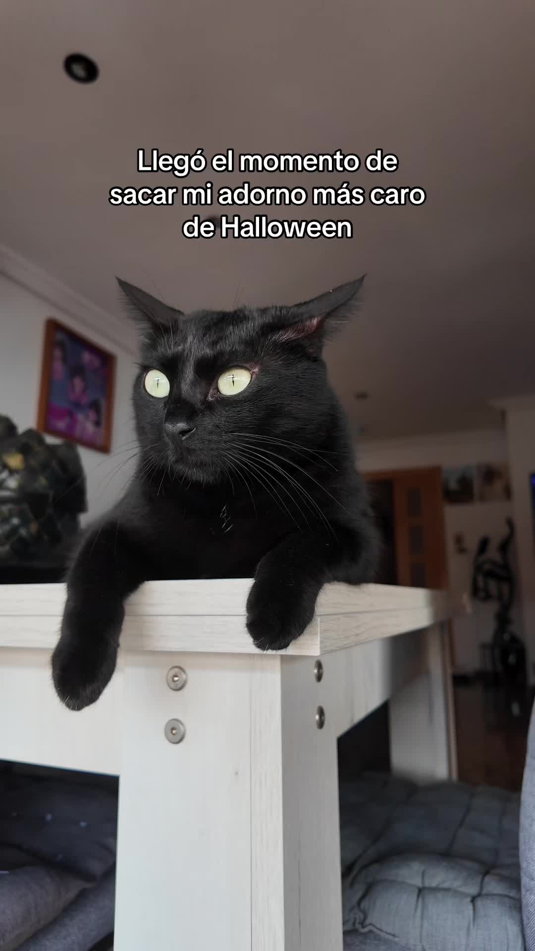@BlackCatsMatter