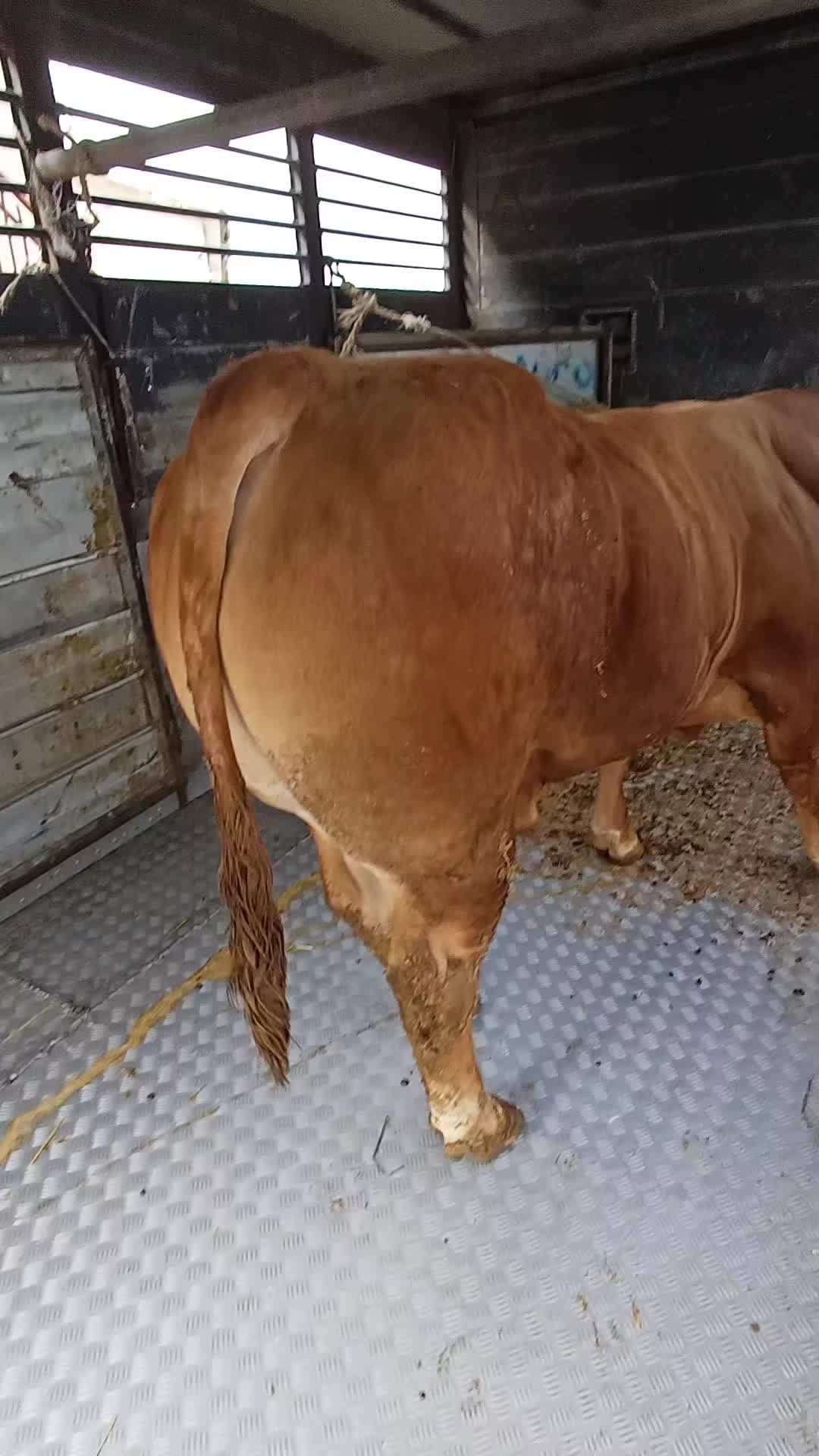 @Vittorio