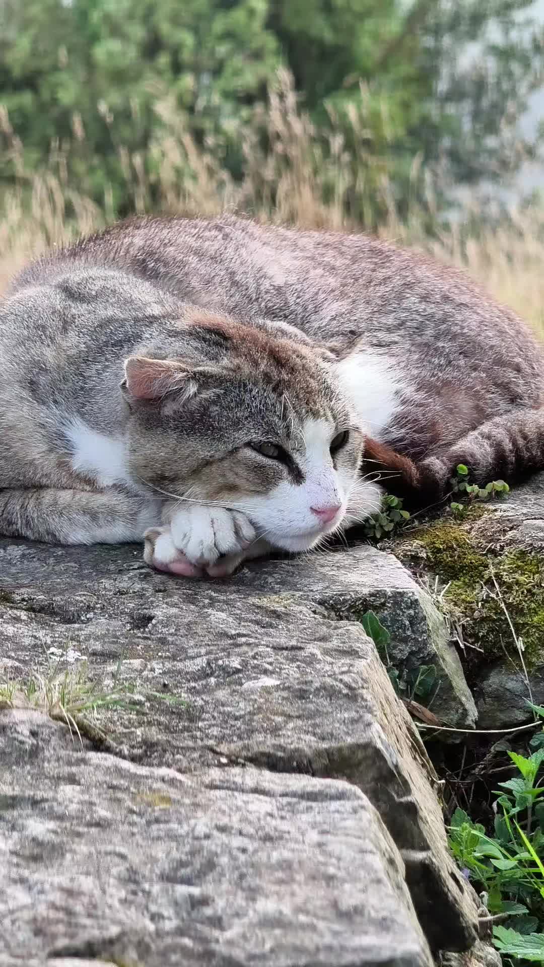 @La loca de los gatos