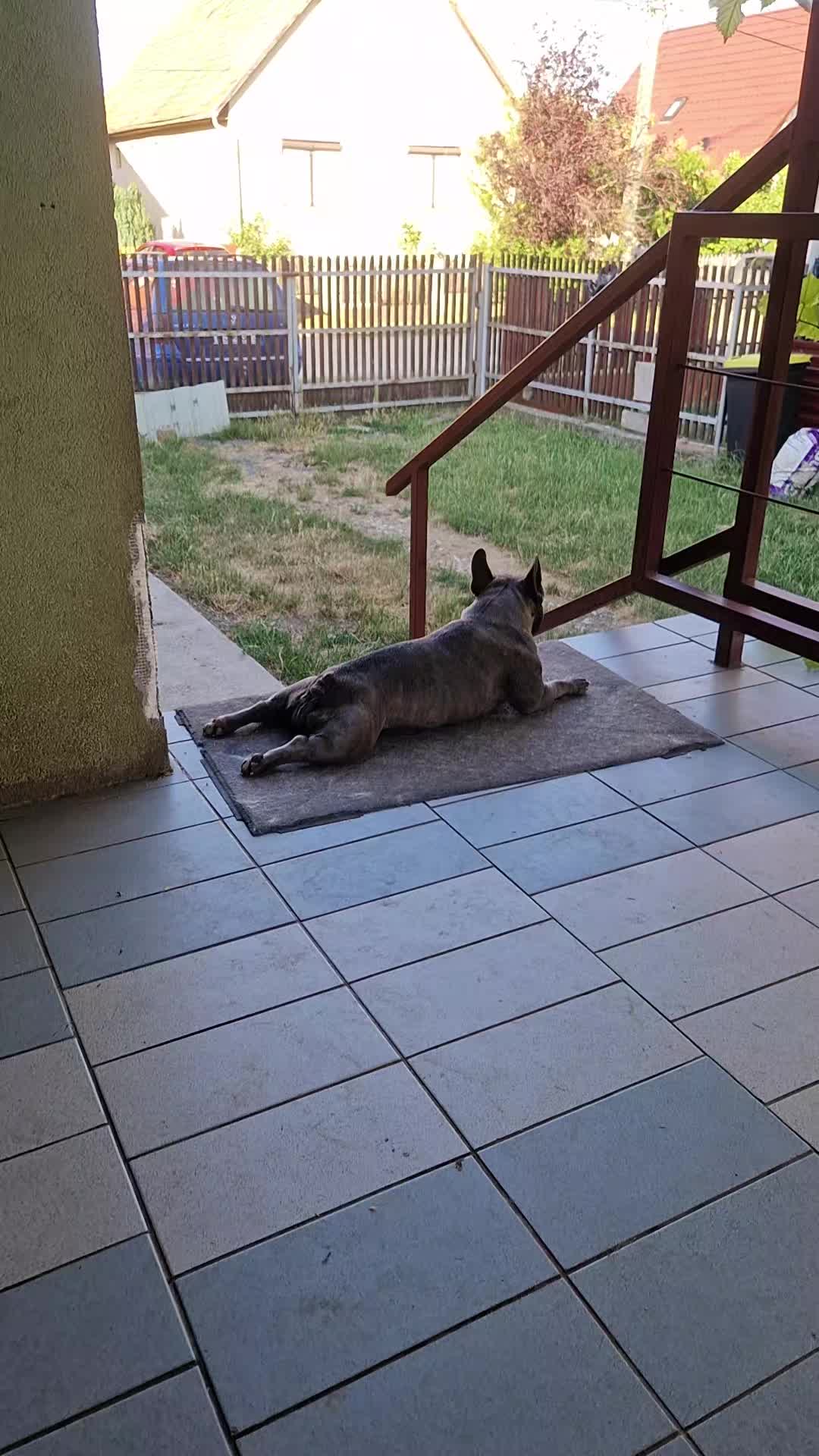 @Nomad_Warrior_Kennel