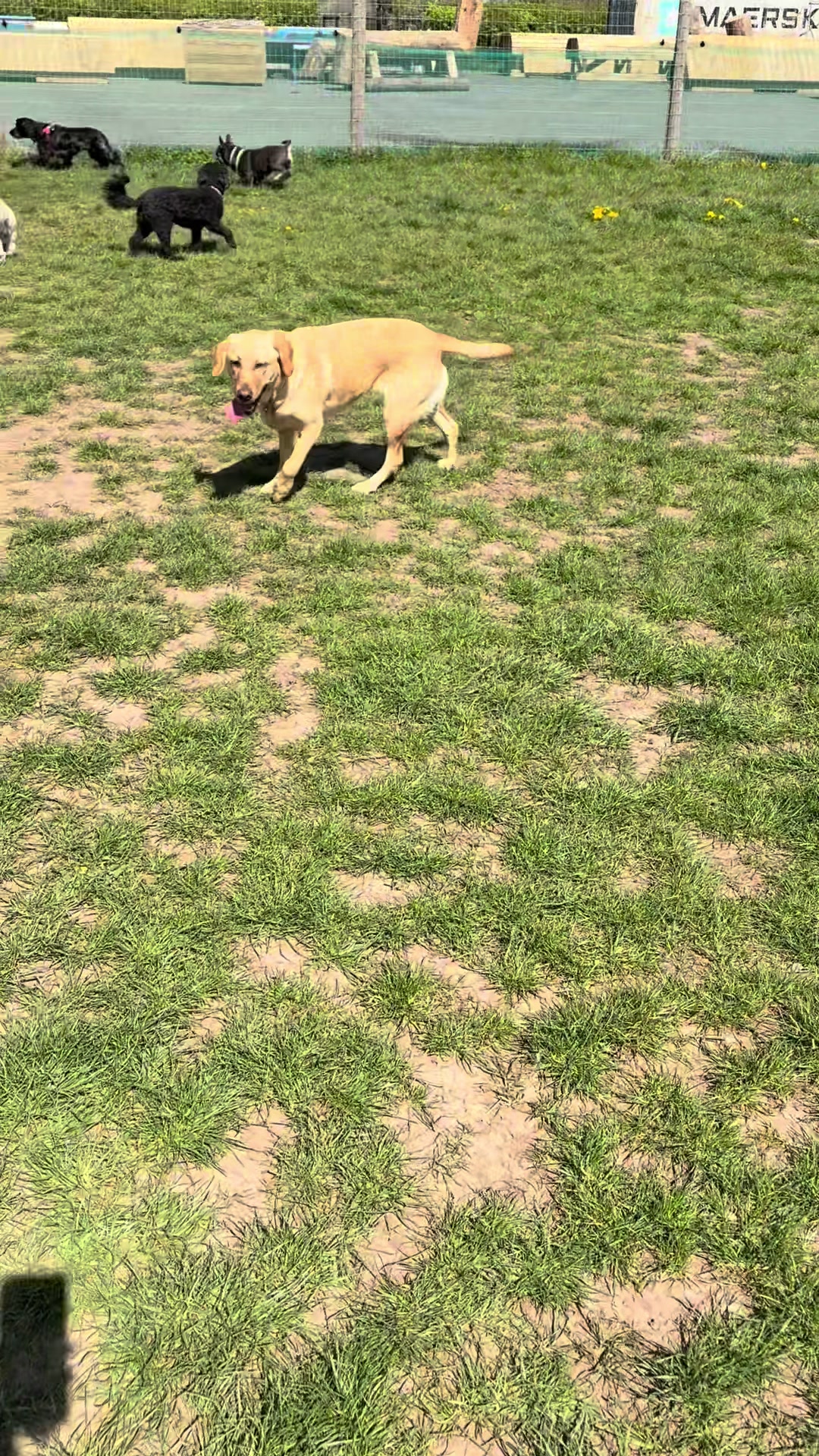 @Lauren & Sam&rsquo;s Dog Walking