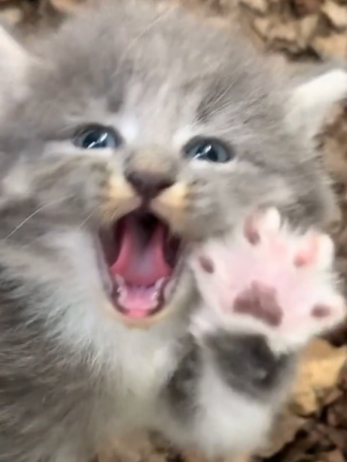 @Stinkster