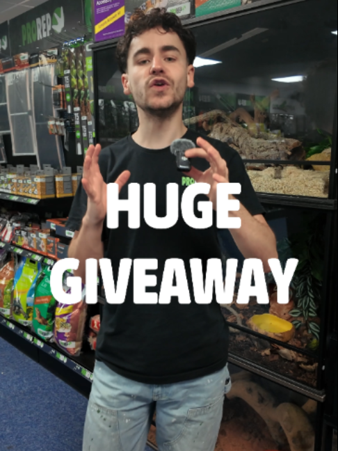 @prorep_reptile
