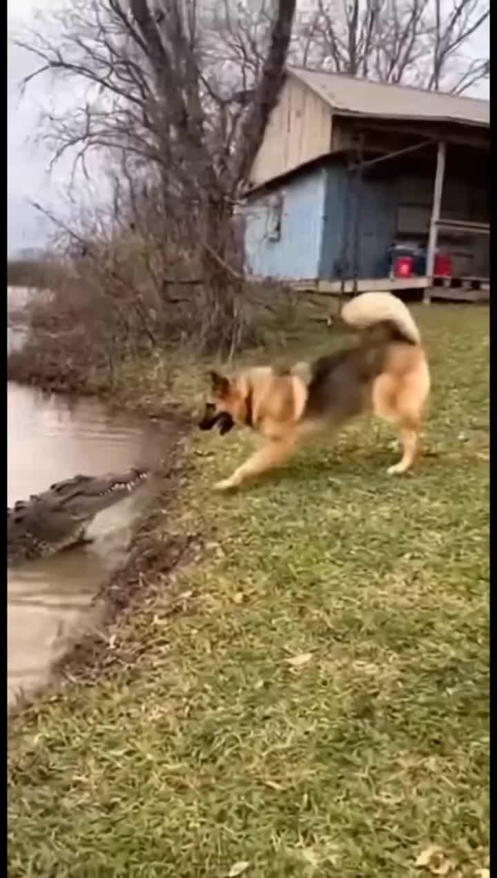 @animalslife2026