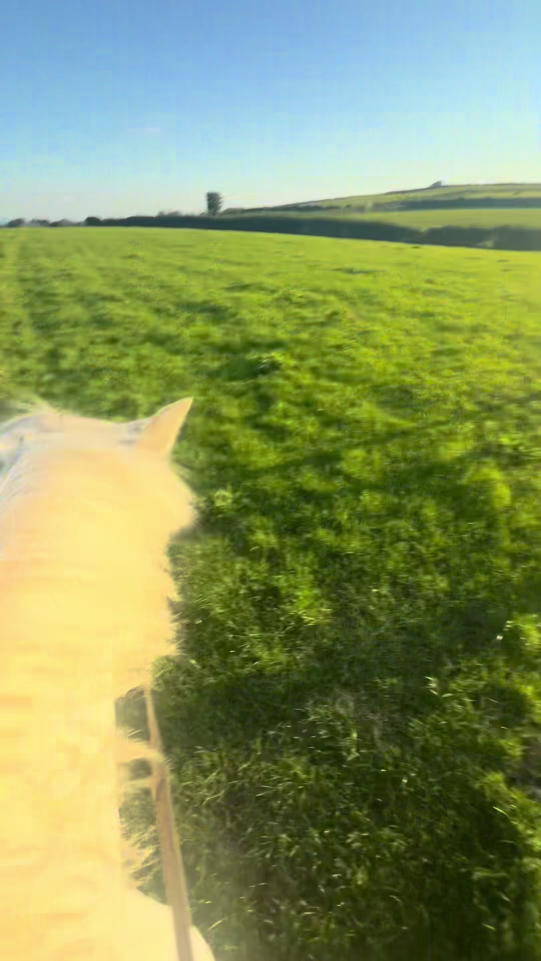 @🤍🐎Eloise🐎🤍