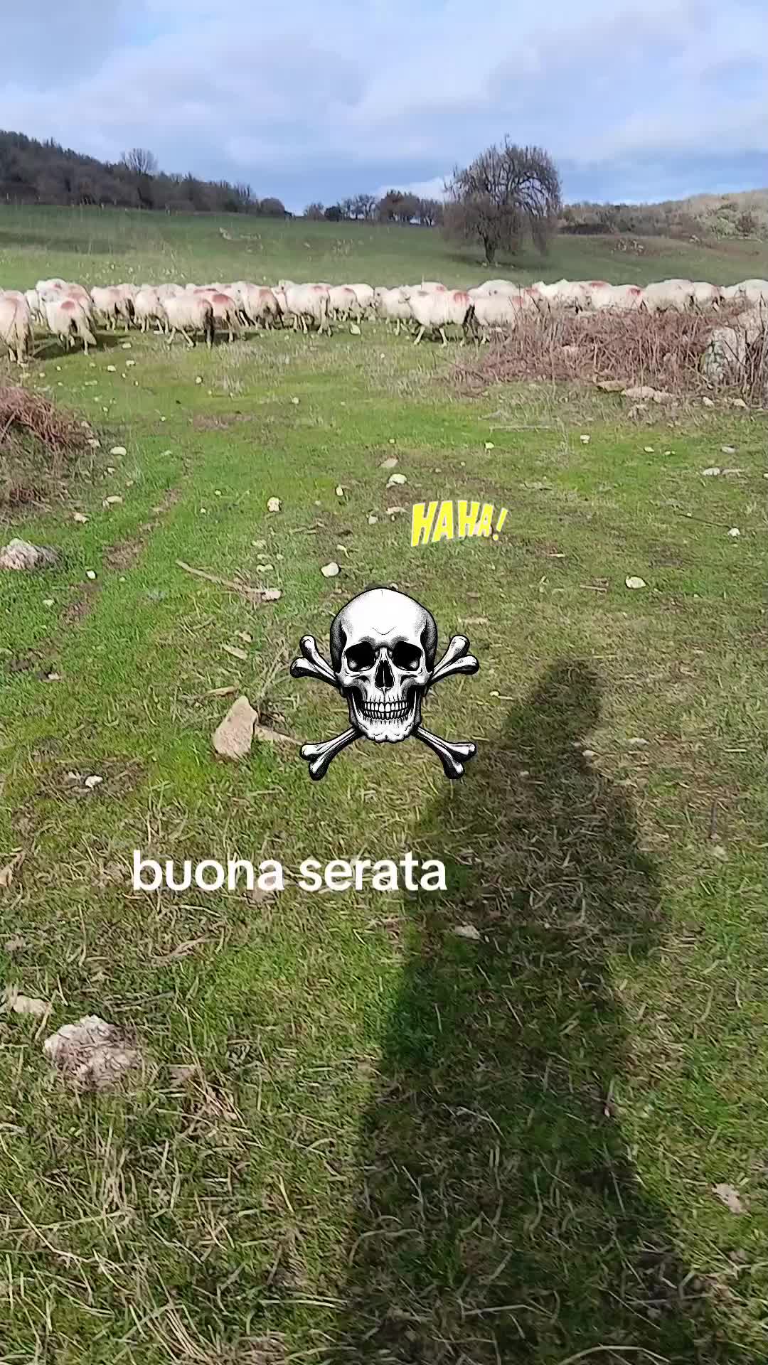 @nuvoli1979