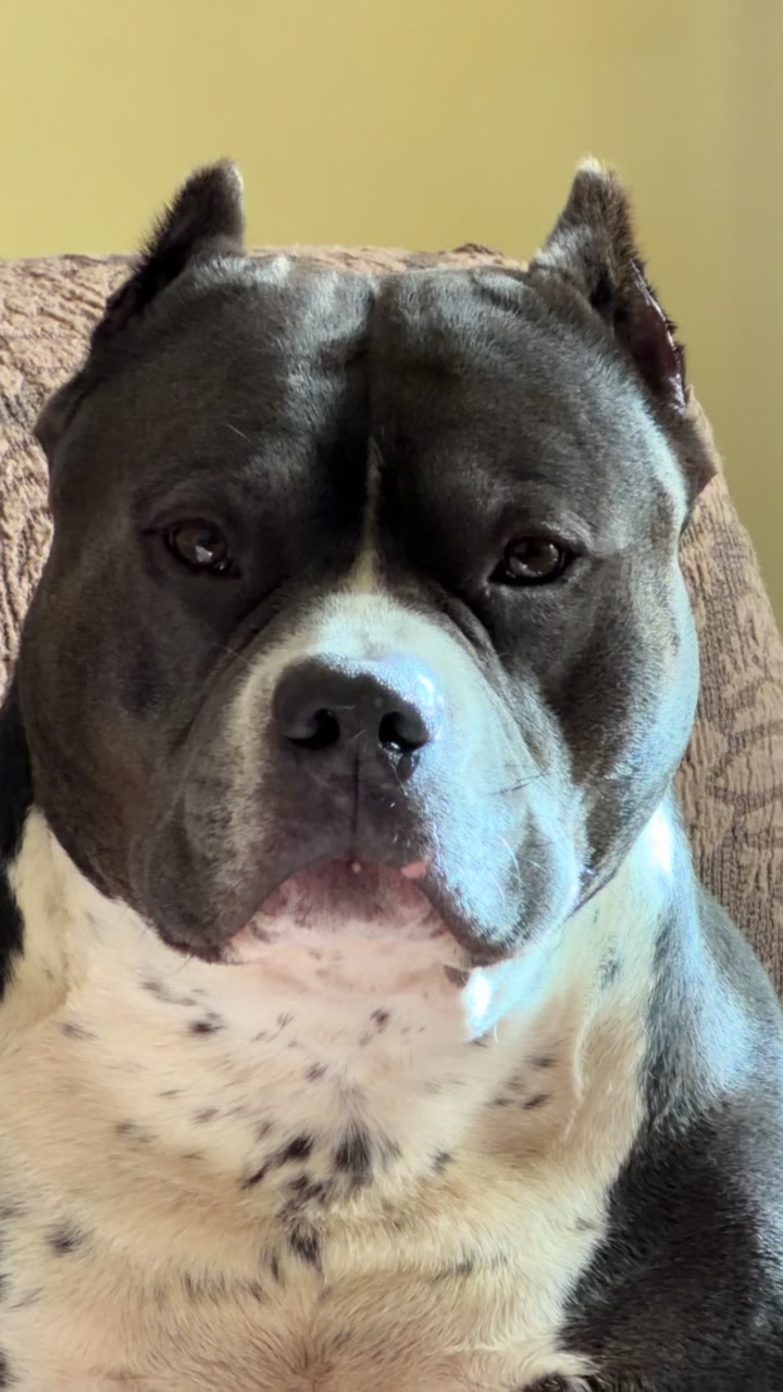 @Iam_ Denver The Bully