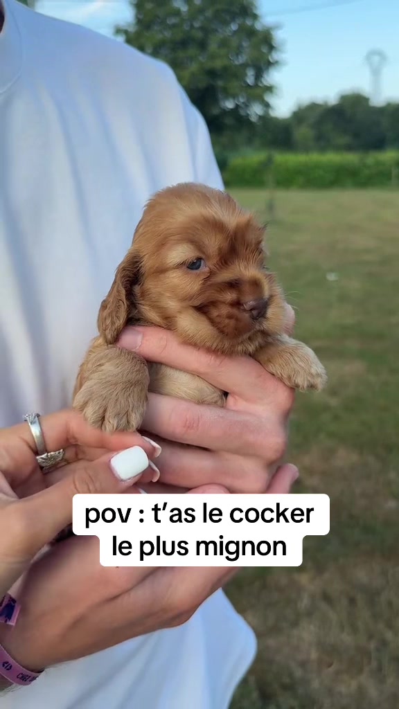 @coeur.de.cocker
