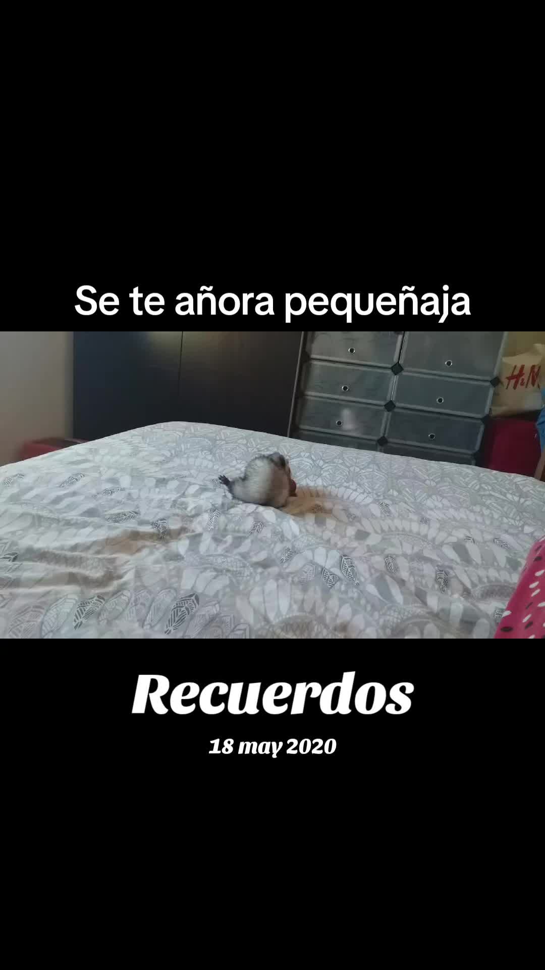 @Mensi