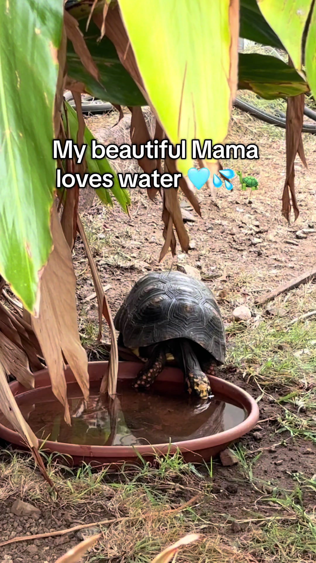 @tortoises sxm🐢