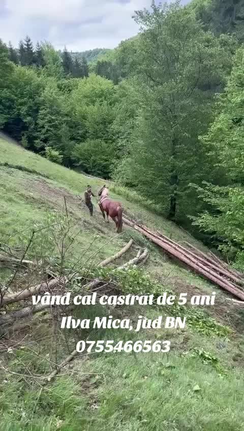 @nicubruma4