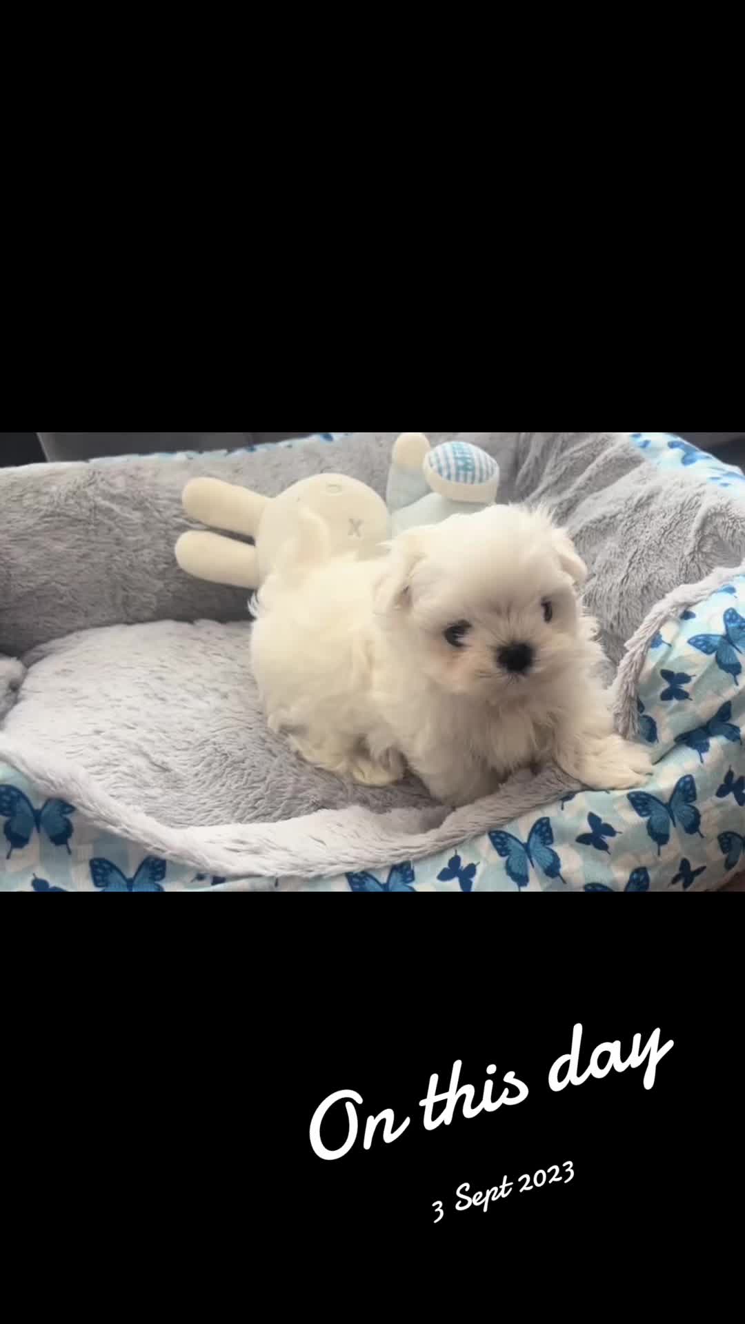 @Bambelina Maltese