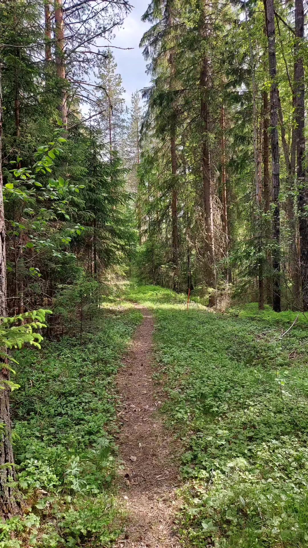 @Laura 🇫🇮