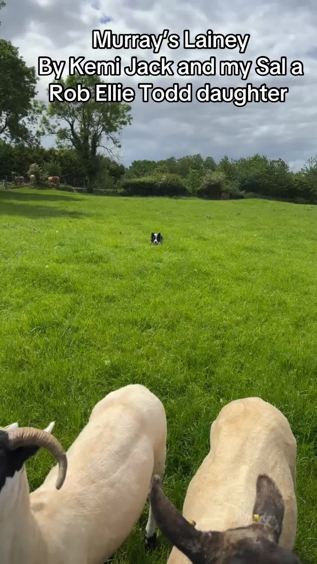 @Ravara and Murray’s sheepdogs